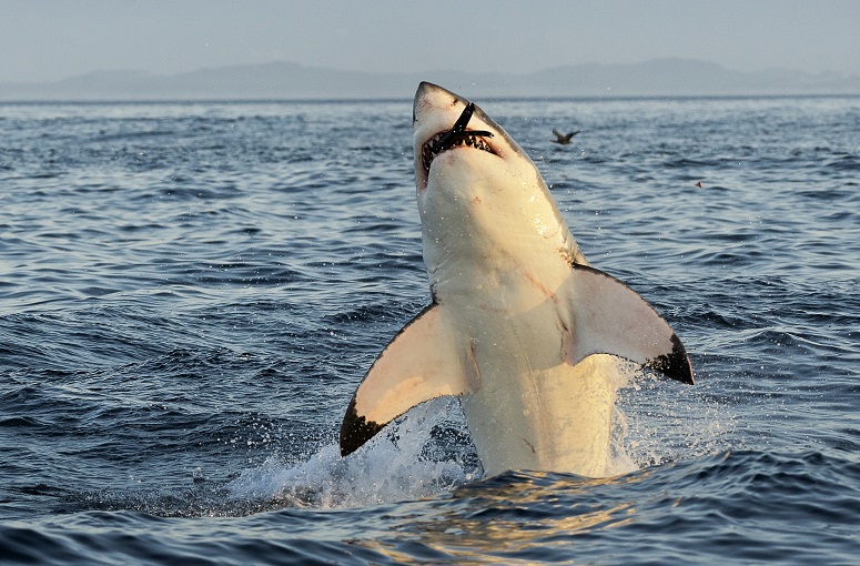 南アフリカのホホジロザメのケージダイビング